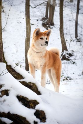 秋田犬的狗”border=