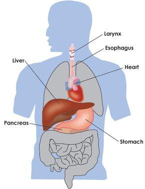 abdominal anatomy alcoholic