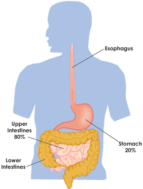 abdominal anatomy alcoholic