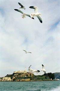 Alcatraz: for the birds