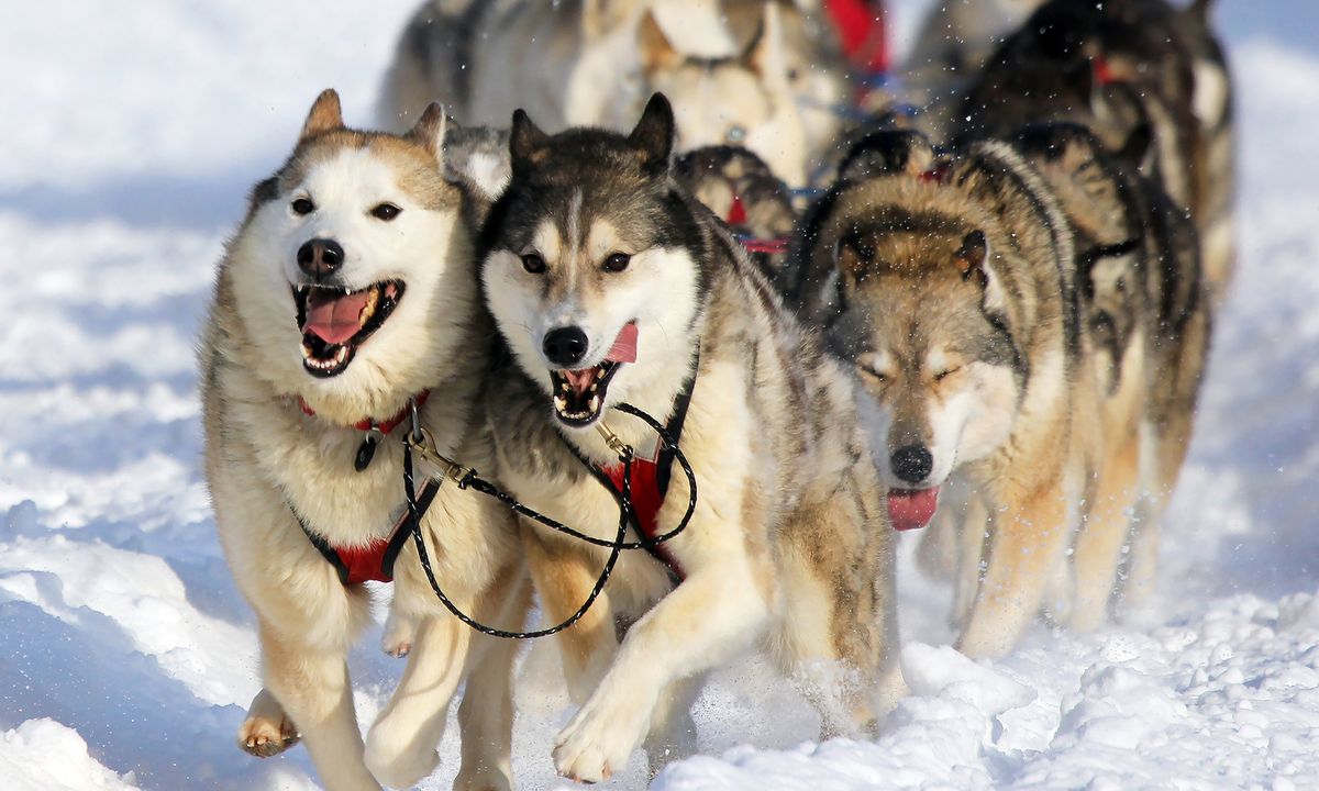 Do You Have What It Takes Dog Sledding | HowStuffWorks