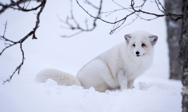 Snowy winter mammal in peaceful nature.
