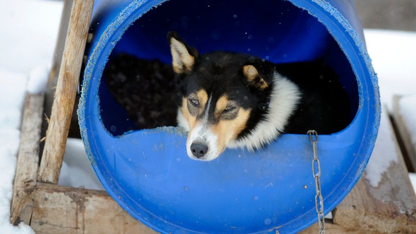 阿拉斯加雪橇犬＂border=