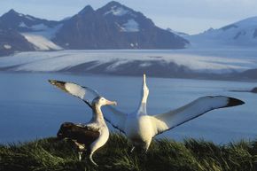 Two&nbsp;albatrosses stand on a grassy area overlooking a body of water and snowy mountains.