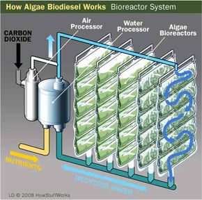 Bioreaction, Plant Oil Extraction