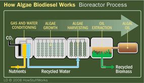 Bioreaction, Plant Oil Extraction