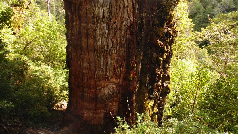 oldest tree	