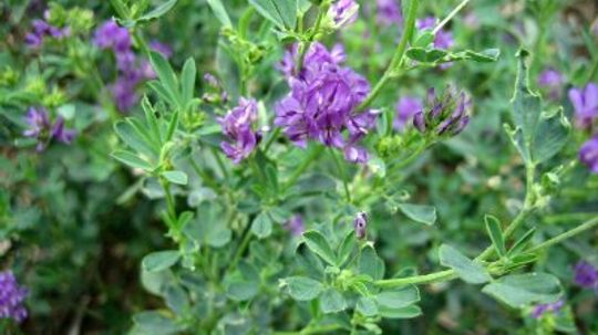 Alfalfa: Herbal Remedies