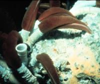 Hydrothermal-vent tubeworms.See more UFO images.