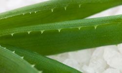 Try rinsing the canker sore with aloe juice.