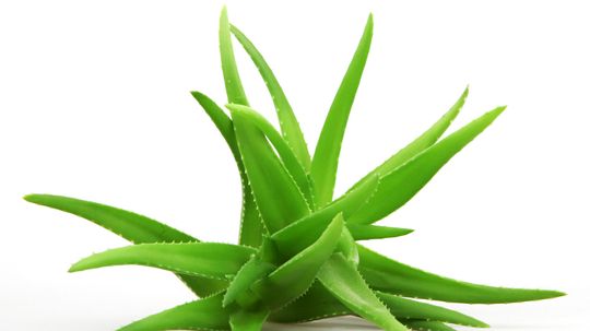 Aloe Vera: Herbal Remedies