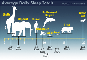 average daily sleep