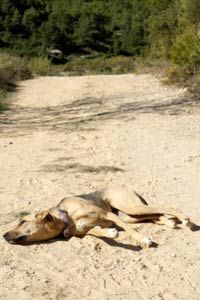 What's the Best Way to Leash Your Dog?