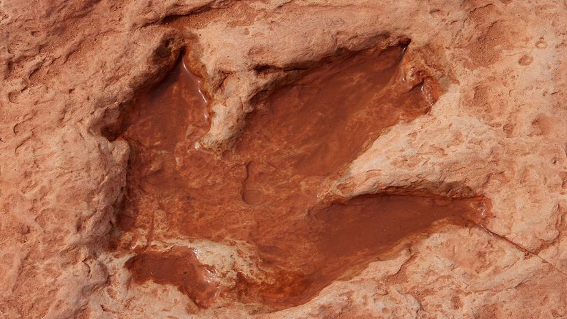 Allosaurus Claw Imprint Fossil