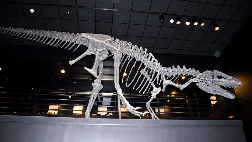 Allosaurus