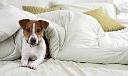 Jack Russell terrier in bed