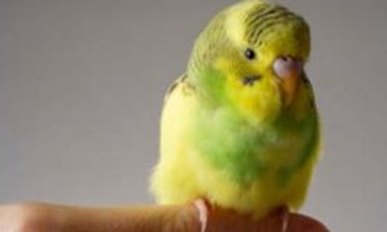 What Are Some Symptoms of Feather Allergy?