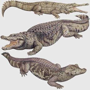 有超过23个物种Crocodylia的顺序。鳄鱼看到更多的照片。”width=