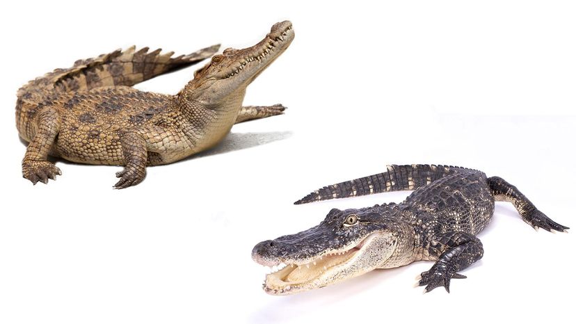 crocodile vs. alligator