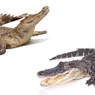 Alligator vs. Crocodile: What's the Difference?