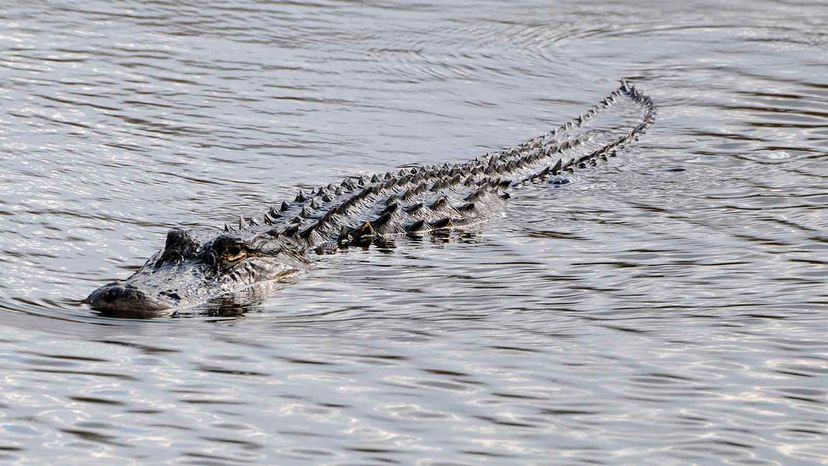 American alligator