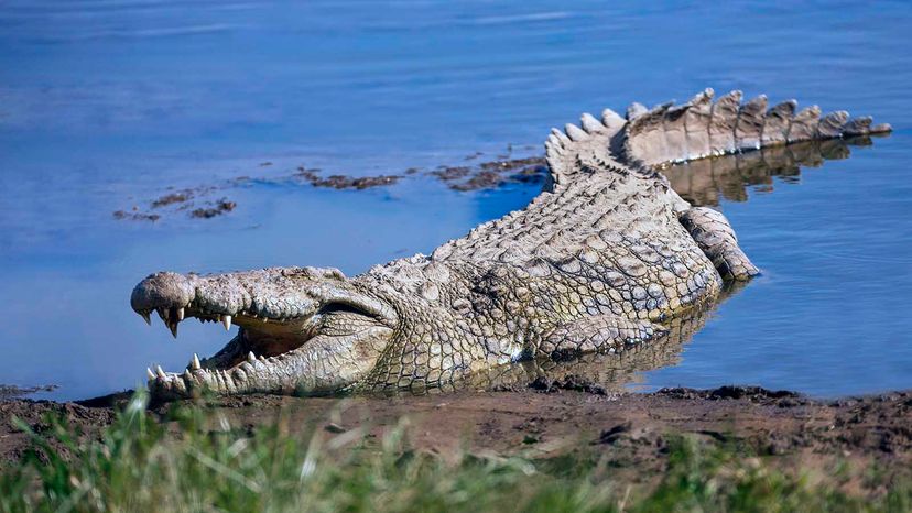 What is the difference between crocodile skin and alligator skin