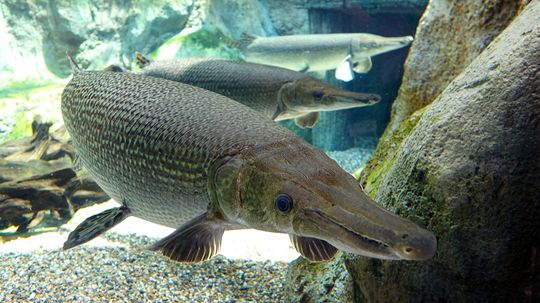 Alligator Gar：1亿年历史，仍在踢“border=