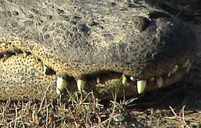 Close-up of alligator snout