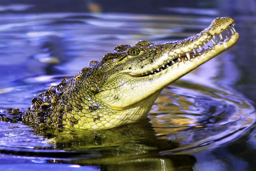 What's the difference: alligator or crocodile?