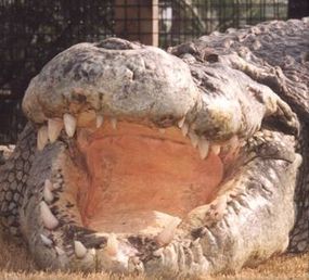 Alligator's palatal valve