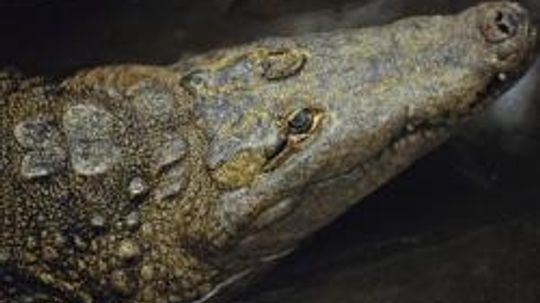 Amazing Animals: Alligator Quiz
