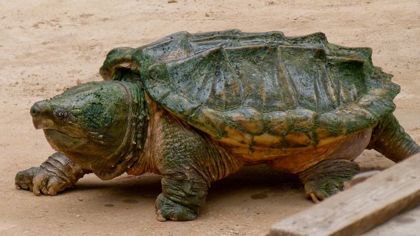 Replica Alligator Snapping Turtle Shell