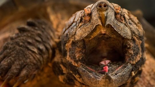 Alligator Snapping Turtles Lure Prey With Wriggling Worm-like Tongue Appendage