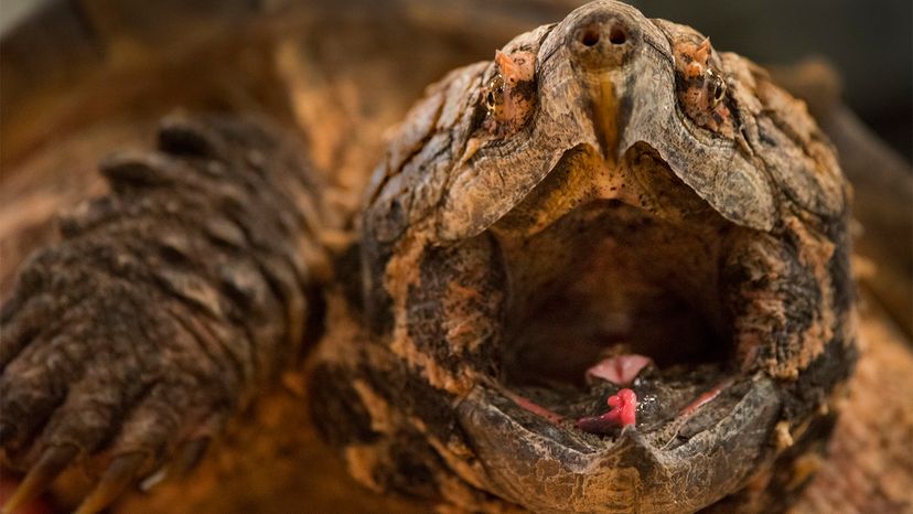 do common snapping turtles have the pink tongue