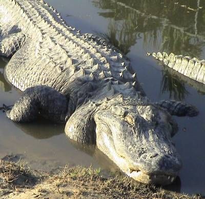 Wild crocodile, a reptilian animal of nature.