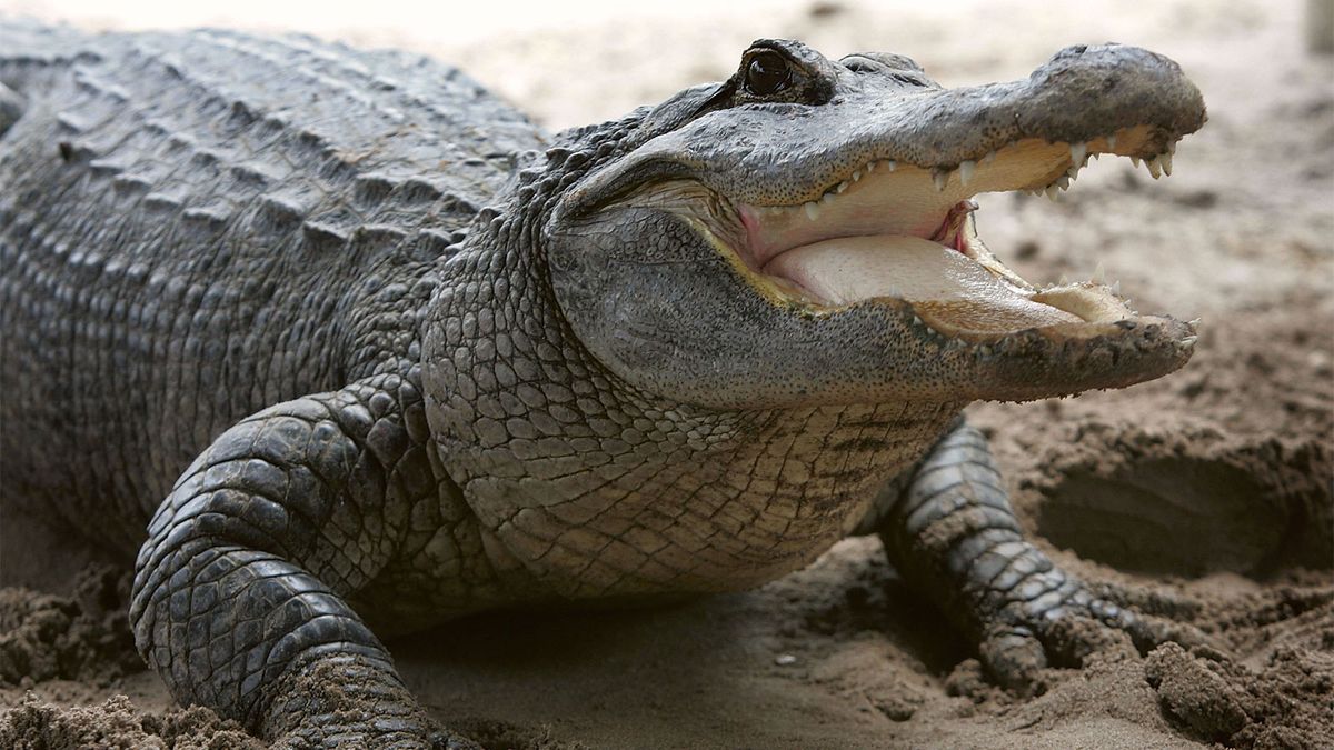 Which are the main differences among genuine crocodile, alligator