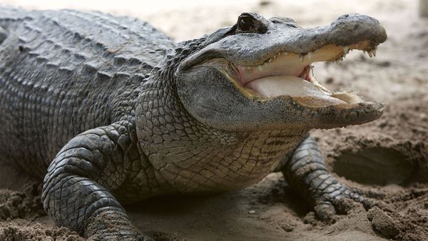 Crocodile basks in wild nature.