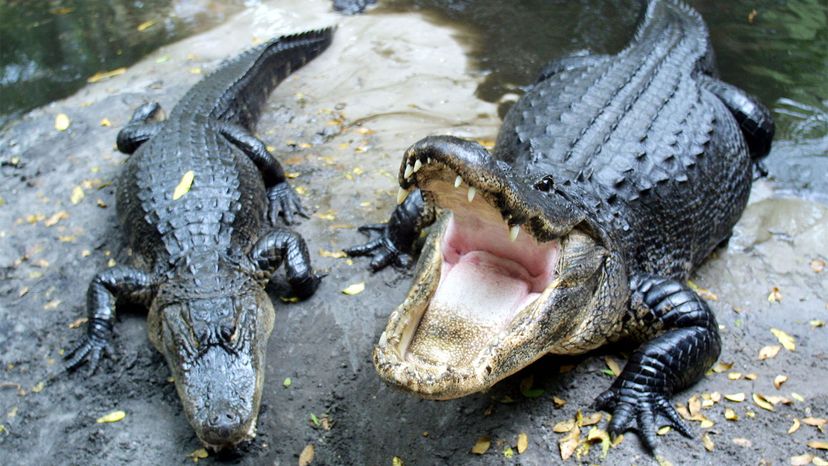 Crocodile, alligator jaws more sensitive than human fingertips