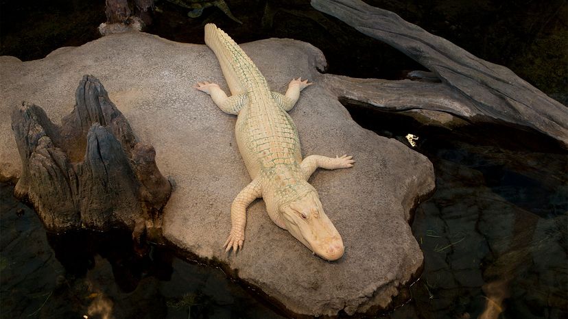 Can You Really Escape an Alligator if You Run in a Zigzag?