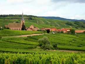 The route des vines in Alsace, France. See our collection of wine pictures.­