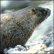 alpine marmot