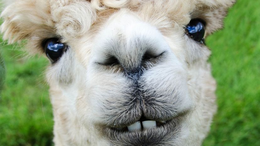 Alpacas Are Totally Not Llamas | HowStuffWorks
