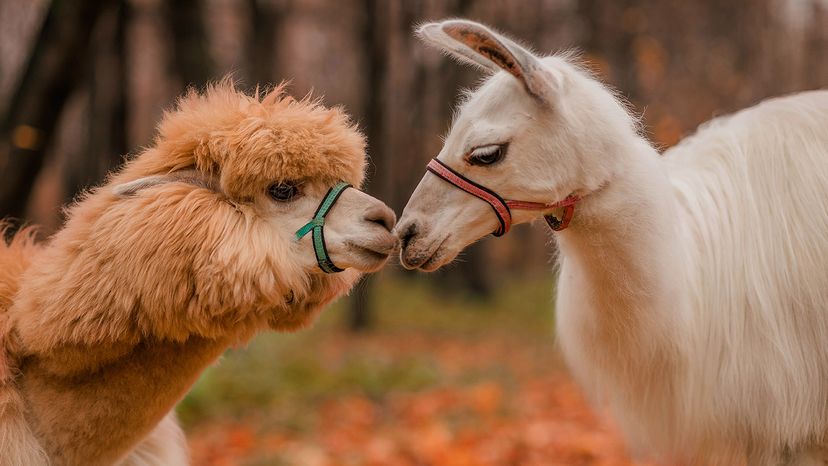 an alpaca and a llama