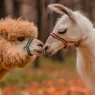 What's the Difference Between a Llama and an Alpaca?