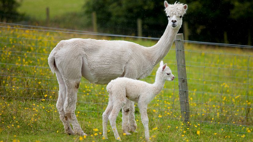 alpacas