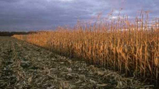 Will alternative fuels deplete global corn supplies?