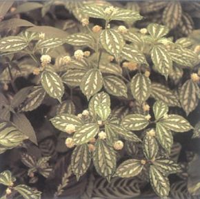 Aluminum plant displays silvery marks on its leaves and grows quickly.