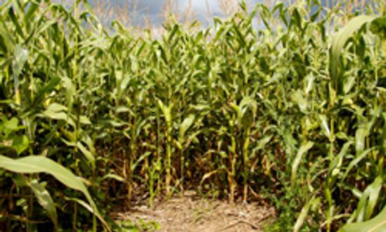 5 Amazing Corn Mazes