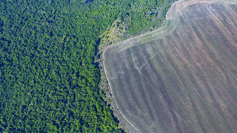 deforestation in the Amazon