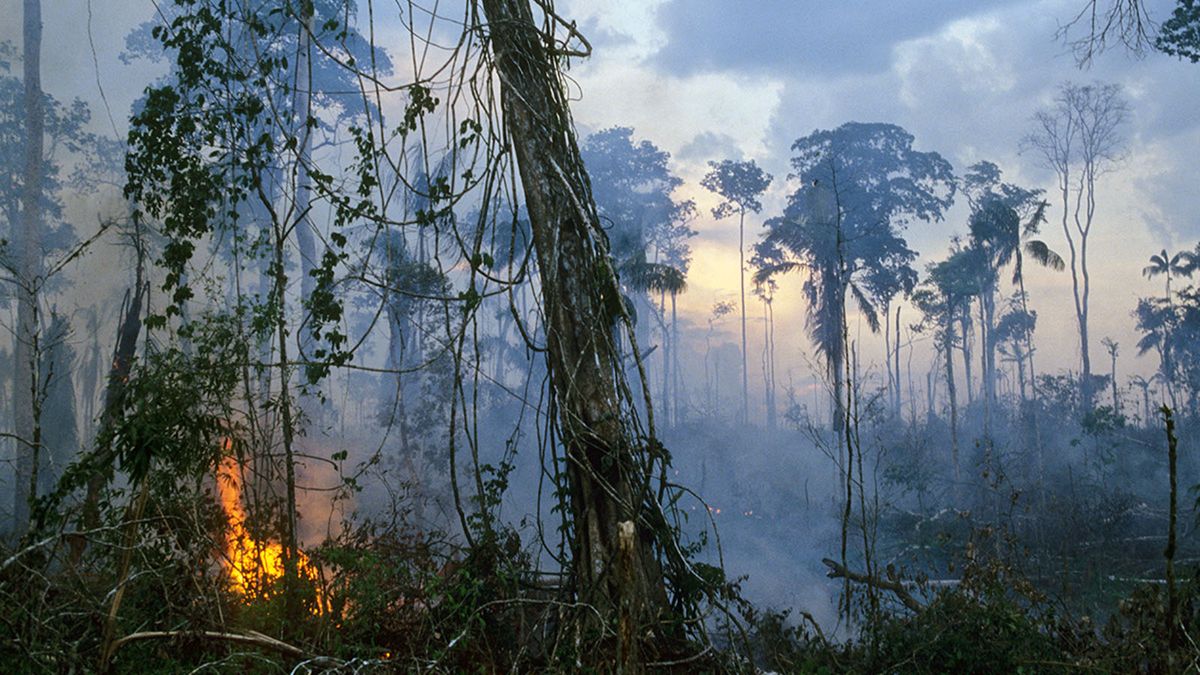 What If the Amazon rainforest was completely destroyed? | HowStuffWorks